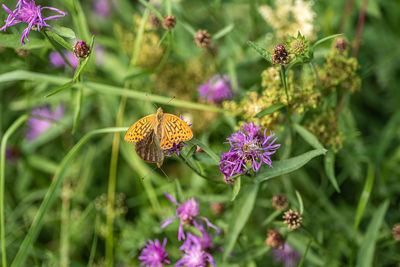 Close-up of butterfly pollinating on pink flower