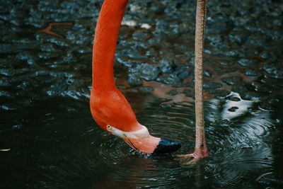 Close-up of swan swimming on lake