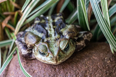 Close-up of frog