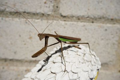 Close-up of insect on wall