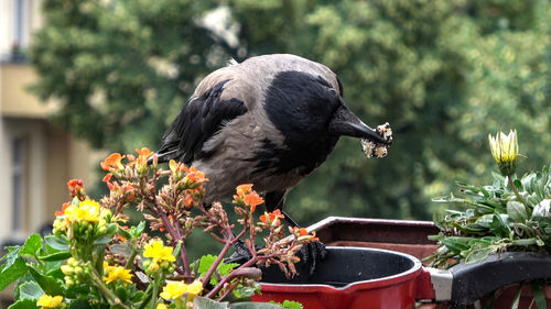 Close-up of bird eating plant