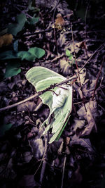 Close-up of plant leaves