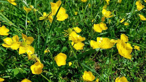 Close-up of yellow crocus flowers blooming on field