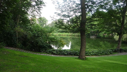 Scenic view of trees in forest