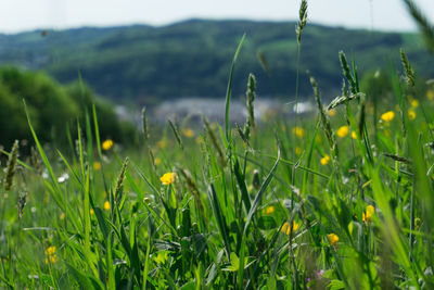 Close-up of flowering plants on field