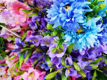 Close-up of purple flowers