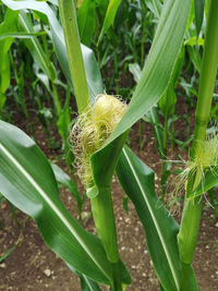 Close-up of insect on plant