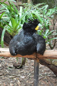 Close-up of bird perching on wood