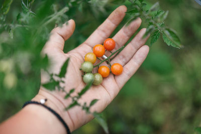 Cropped hand of woman holding plant