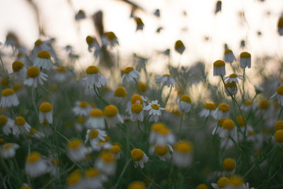 Close-up of yellow flowering plants on field