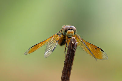 Close-up of dragonfly on stick