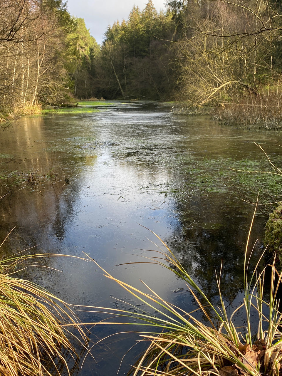 SCENIC VIEW OF LAKE AT FOREST