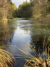 Scenic view of lake