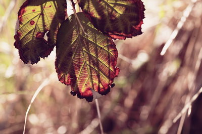 Close-up of autumn leaf on tree