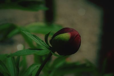 Close-up of fruit