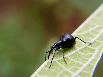 Close-up of black insect