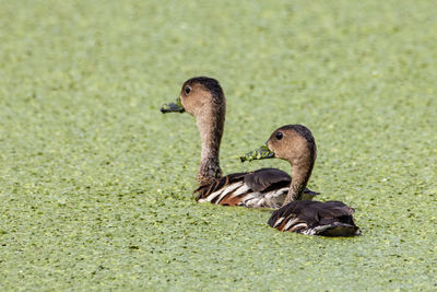 Mallard duck