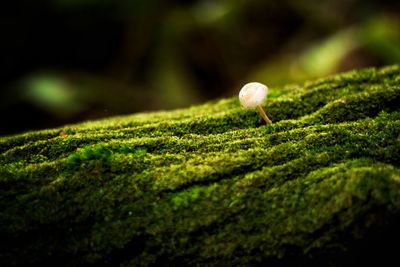 Close-up of mushroom growing on rock