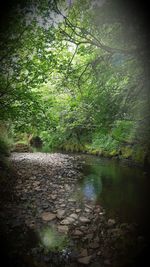 Scenic view of forest