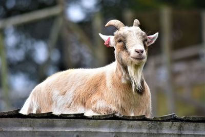 Close-up of a goat