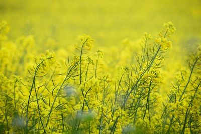 Close-up of crops growing on field