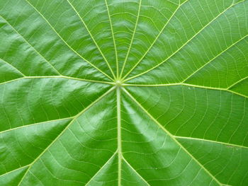 Full frame shot of leaf