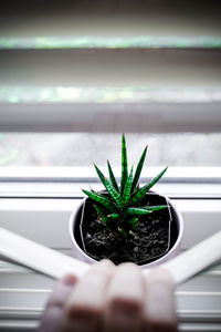 Close-up of person holding small potted plant