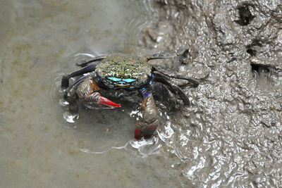 High angle view of insect in sea