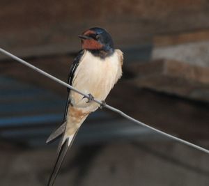 Close-up of bird perching outdoors