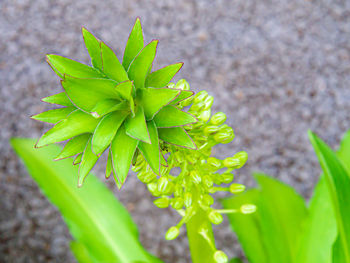 Close-up of plant growing on field