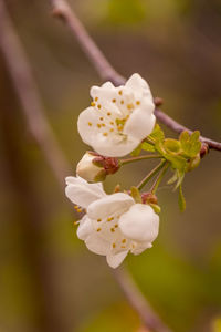 Close-up of cherry blossom