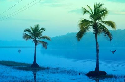 Palm trees by calm sea against blue sky