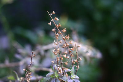 Close-up of flowering plant on land