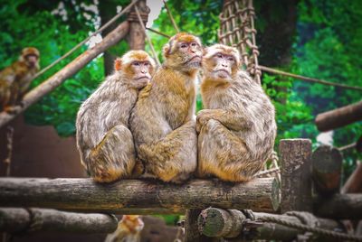 Close-up of monkeys sitting on log