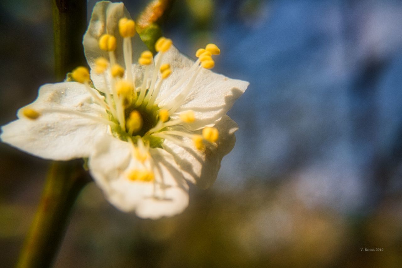 flowering plant, flower, fragility, vulnerability, freshness, plant, petal, beauty in nature, growth, flower head, inflorescence, close-up, focus on foreground, pollen, no people, nature, white color, day, selective focus, springtime