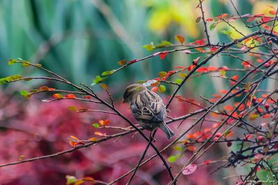 Close-up of bird perching on tree