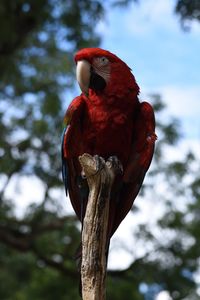 Low angle view of parrot perching on tree against sky