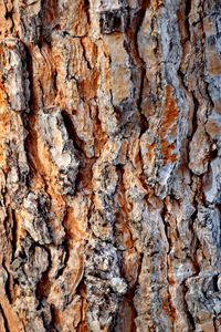 Full frame shot of tree trunk