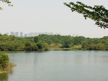 Scenic view of river by trees against clear sky