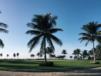 Palm trees on landscape against clear sky