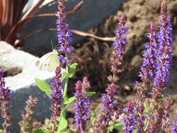 Close-up of purple flowering plants