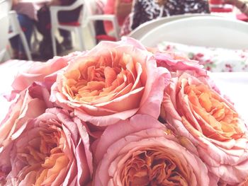 Close-up of pink rose