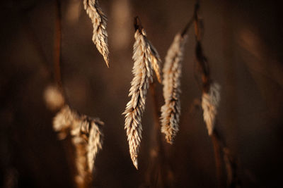 Close-up of stalks against the sky