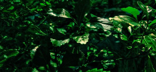 Close-up of green leaves on plant