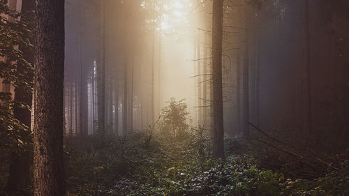 Sunlight streaming through trees in forest