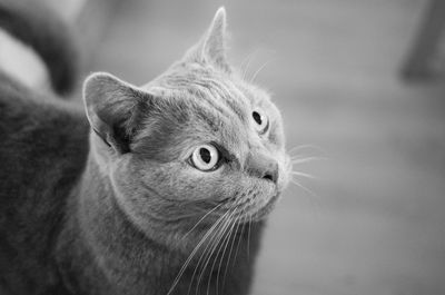 Close-up of a cat looking away