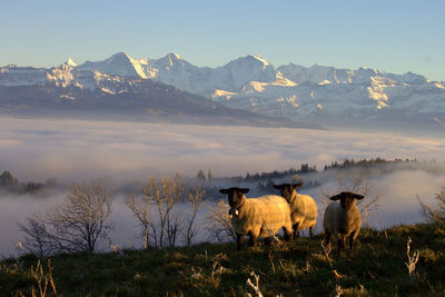 Herd of a sheep on a mountain