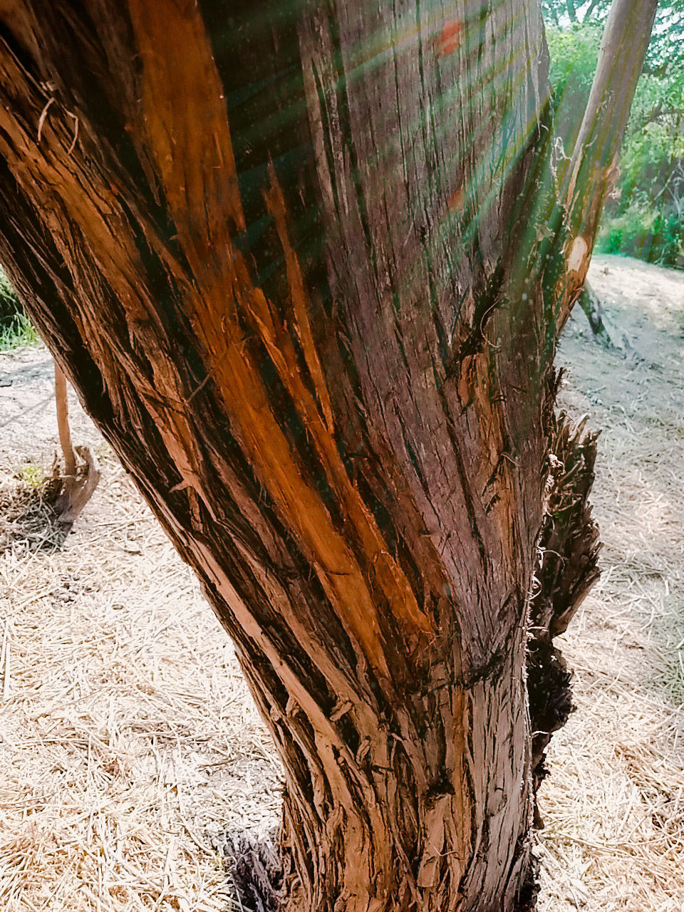 wood, tree, trunk, tree trunk, nature, plant, day, land, no people, outdoors, leaf, soil, rock, beauty in nature, sunlight, tranquility, growth, textured