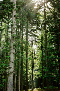 Trees in forest