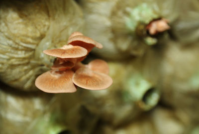 Close-up of mushroom growing on plant